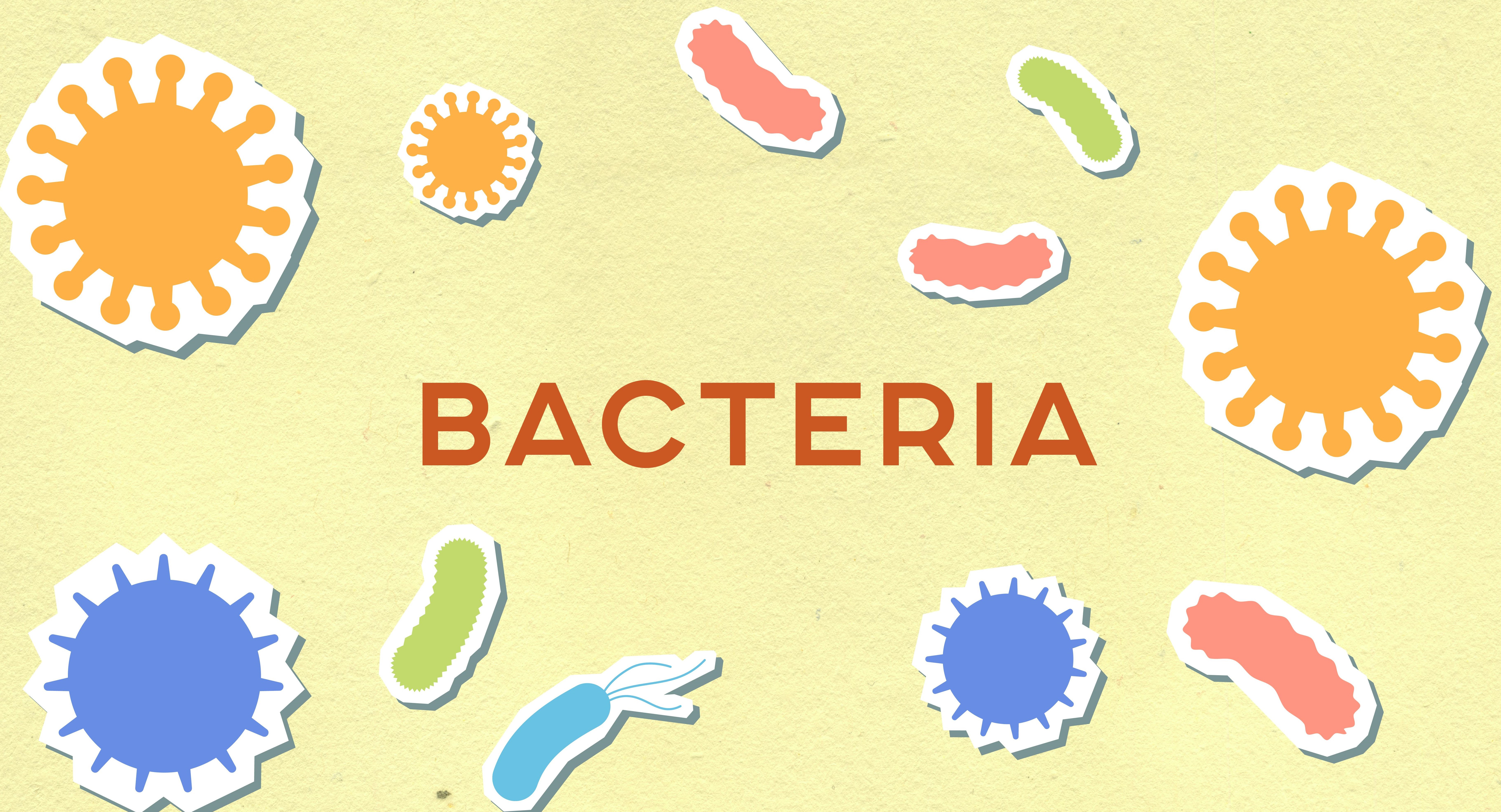 bacteria or fungus